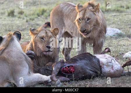 Une troupe de lions fête une wilderbeest récents kill Banque D'Images