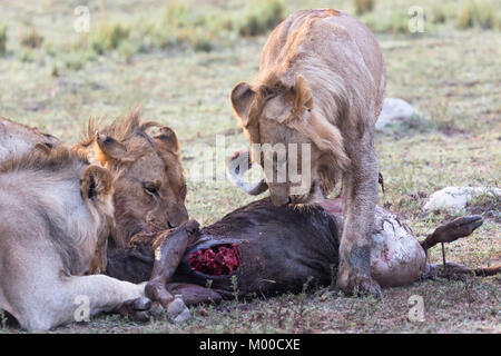 Une troupe de lions fête une wilderbeest récents kill Banque D'Images