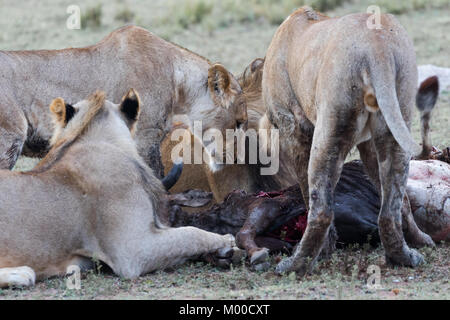 Une troupe de lions fête une wilderbeest récents kill Banque D'Images