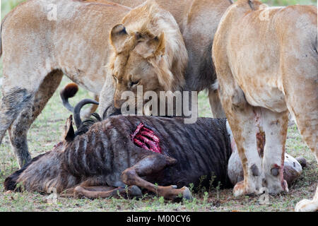 Une troupe de lions fête une wilderbeest récents kill Banque D'Images