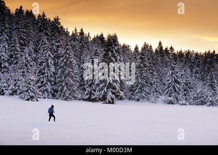 Femme marche dans la neige au coucher du soleil sur la neige couverts de pins, Gaillard, Cerknica, la Slovénie. Banque D'Images