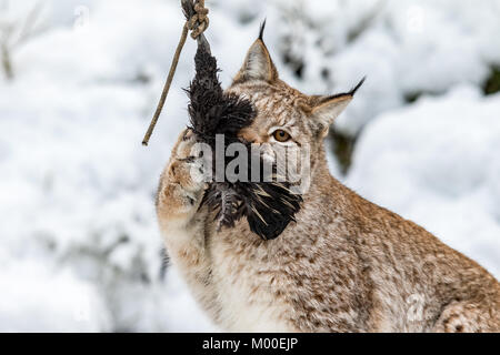 Le Lynx d'Eurasie, Lynx lynx, attraper sa proie morte dans un zoo, l'hiver et la neige dans l'arrière-plan Banque D'Images