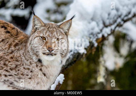 Lynx d'Eurasie, Lynx lynnx, dans la forêt enneigée Banque D'Images