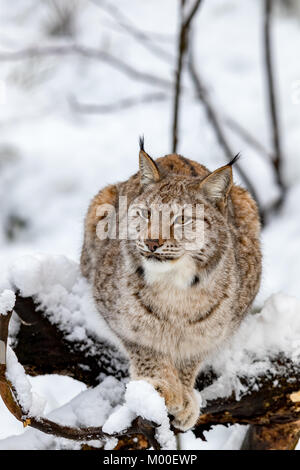 Lynx d'Eurasie, Lynx lynnx, allongé sur un arbre dans la forêt enneigée Banque D'Images