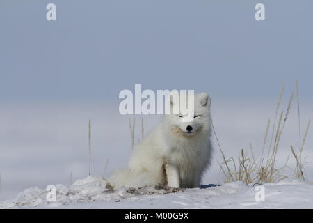 Le renard arctique (Vulpes lagopus) se réveiller d'une sieste avec la neige sur le sol, près de Arviat Nunavut Canada Banque D'Images