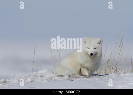 Le renard arctique (Vulpes lagopus) se réveiller d'une sieste avec la neige sur le sol, près de Arviat Nunavut Canada Banque D'Images