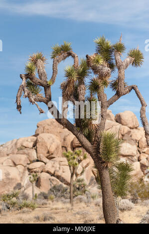 Joshua Trees in Joshua Tree National Park sur une journée d'hiver Banque D'Images