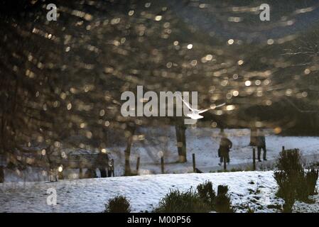 Glasgow, Ecosse, Royaume-Uni. 17 janvier, 2018. Snowy Queen's Park de Glasgow avec personnes à pied et mouette en crédit de vol : Tony Clerkson/Alamy Live News Banque D'Images