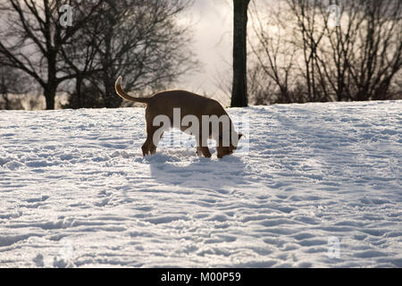 Glasgow, Ecosse, Royaume-Uni. 17 janvier, 2018. Chien jouant dans la neige à Queen's Park, Glasgow Crédit : Tony Clerkson/Alamy Live News Banque D'Images