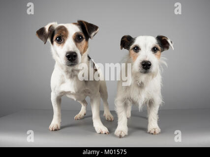 Frères Jack Russell terrier (9 ans) au Royaume-Uni Banque D'Images