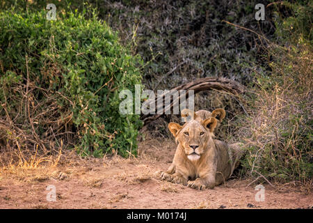 Deux jeunes lions sauvages Samburu, Panthera leo, avec la plus petite typique manes à Samburu, Buffalo Springs National Reserve, Kenya Banque D'Images