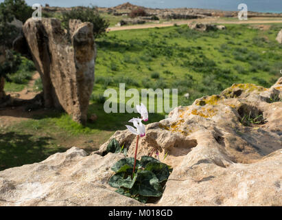 Cyclamen persicum cyclamen de Perse fleurs en croissance dans le Tombeau des rois, site archéologique de Kato Paphos, Paphos, Chypre. Banque D'Images