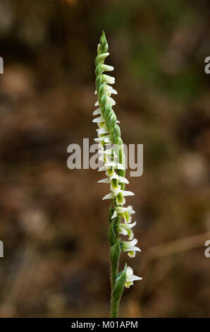 Inflorescence fleurs blanches sauvages de la dame d'automne (Spiranthes spiralis Spiranthe orchid) sur un point de fond. Parc naturel de Monsanto, Banque D'Images