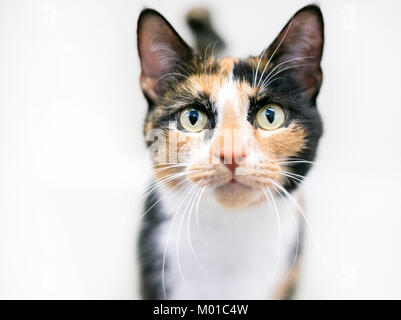 Portrait d'un chat Calico aux cheveux courts sur un fond blanc Banque D'Images