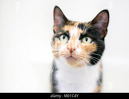 Portrait d'un chat Calico aux cheveux courts sur un fond blanc Banque D'Images