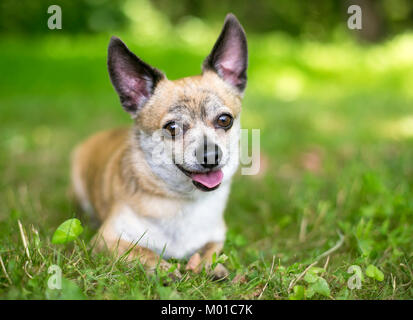 Un joli mélange de Chihuahua chien allongé dans l'herbe Banque D'Images