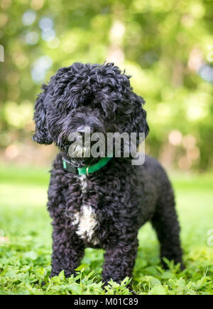 Portrait d'un caniche noir et blanc mixed breed dog outdoors Banque D'Images