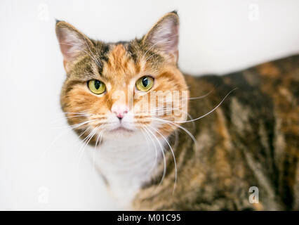 Portrait d'un chat Calico aux cheveux courts sur un fond blanc Banque D'Images