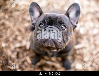 Un adorable Bouledogue Français noir jusqu'à Banque D'Images