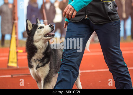 Chien Husky est noir et gris avec des yeux bleus marcher à côté de la propriétaire à le regarder Banque D'Images