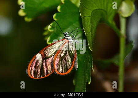 Une jolie aile en verre de papillons atterrit sur une feuille dans les jardins pour une visite. Banque D'Images