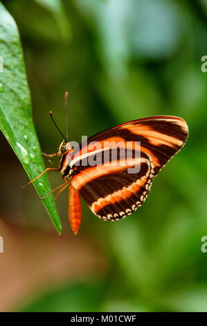 Un joli long Tiger aile de papillon dans les jardins pour une visite. Banque D'Images