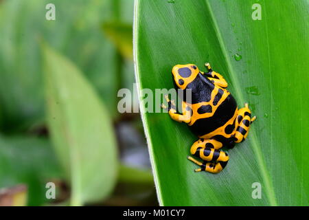 Une jolie petite couleur Bumble bee poison dart frog est assis sur une feuille de la plante dans les jardins. Banque D'Images