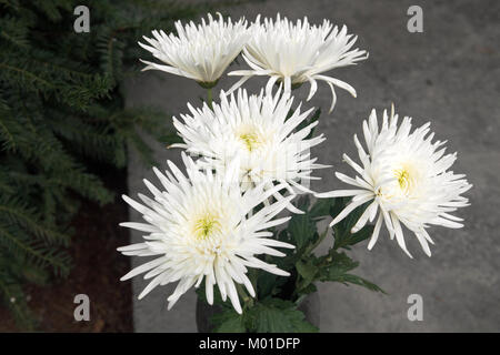 Dahlia blanc fleur en jardin Banque D'Images