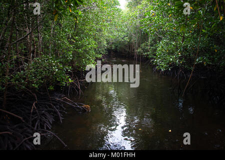 Forêt de mangrove dans le parc national de Jozani et de la baie Chwaka, Zanzibar, Tanzanie Banque D'Images