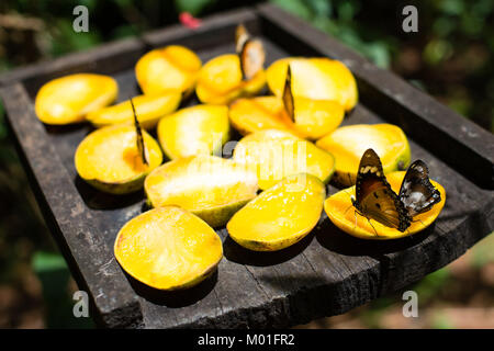 Les papillons se nourrissent de mangues dans Butterfly Center, Zanzibar, Tanzanie Banque D'Images