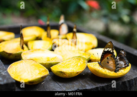 Les papillons se nourrissent de mangues dans Butterfly Center, Zanzibar, Tanzanie Banque D'Images