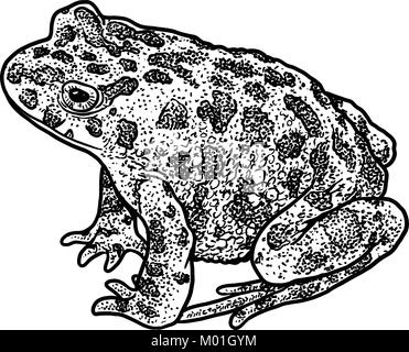 Crapaud vert européen illustration, dessin, gravure, encre, dessin au trait, vector Illustration de Vecteur