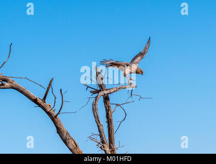 Dans le Madikwe Game Reserve en Afrique du Sud, un chant clair, Autour des palombes en action, au décollage d'un arbre haut avec il s'agit d'ailes déployées. Banque D'Images