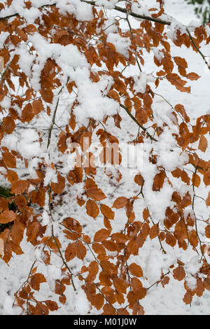 Fagus. L'hiver avec des feuilles de hêtre dans la neige dans la campagne des Cotswolds. Cotswolds, Gloucestershire, Angleterre Banque D'Images