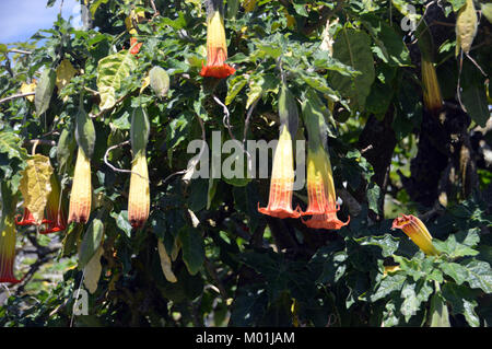 Fleurs Brugmansia sanguinea (red Angel's Trumpet) cultivés dans un jardin sur l'île de St Agnes, Penzance, Cornwall, Angleterre, Royaume-Uni. Banque D'Images