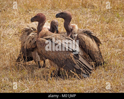 Trois tête sanglante Vautour africain (Gyps africanus) dans le Masai Mara Mara Kenya plus conservatoires Banque D'Images