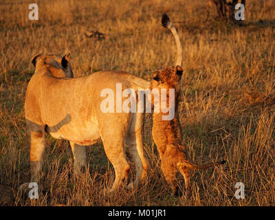 Lionceau espiègle se jette sur la queue de lionne qu'il apprend la vie active dans la lumière dorée de Conservancies Masai Mara, Mara, plus grande. Kenya Banque D'Images