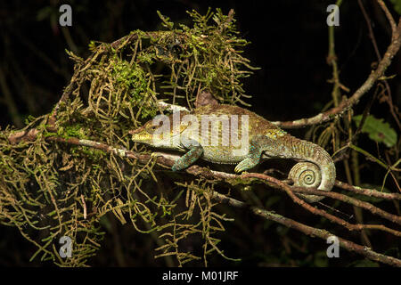 Caméléon Calumma cryptiques (crypticus), (Chameleonidae), endémique à Madagascar, Madagascar, Nationalpark Anjozorobe Banque D'Images