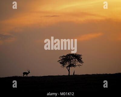 Antilope impala mâle -swala Impala (Aepyceros melampus) avec d'impressionnantes cornes en silhouette sur l'horizon au crépuscule dans plus de Masai Mara, Kenya Banque D'Images