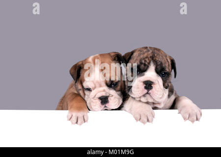 Deux Chiots bulldog Anglais avec pattes sur un panneau de message Banque D'Images