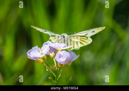 Blanc veiné vert alimentation papillon d'une fleur de Coucou Banque D'Images