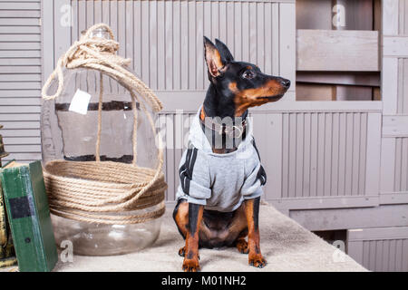 Dobermann. Un petit chien noir-brun sur la table. Chiot de vêtements. Conseils gris toile.Close-up Banque D'Images