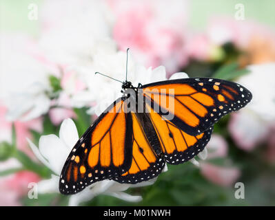 Papillon Monarque Danaus plexippus avec ses ailes déployées tout en vous reposant sur des fleurs rose pâle et blanc - Vue de dessus Banque D'Images