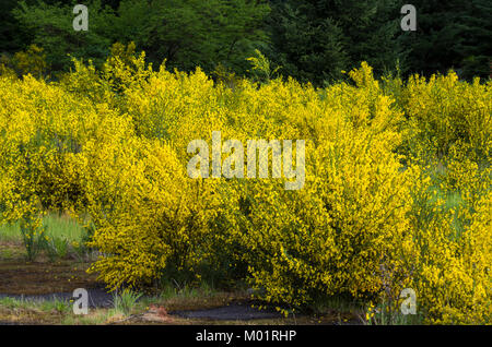 Cytisus scoparius genêt à balais ou une espèce envahissante qui fleurit au printemps jaune Banque D'Images