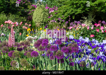 Allium giganteum en fleur dans un jardin de fleurs avec iris fleurs au jardin d'Iris Schreiners Banque D'Images
