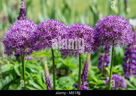 Allium giganteum en fleur dans un jardin de fleurs Banque D'Images