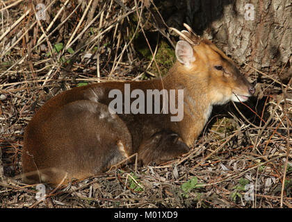 Un magnifique cerf sauvage (Muntiacus reevesi Cerf Muntjac) reposant sous un arbre, profitant du soleil d'hiver. Banque D'Images