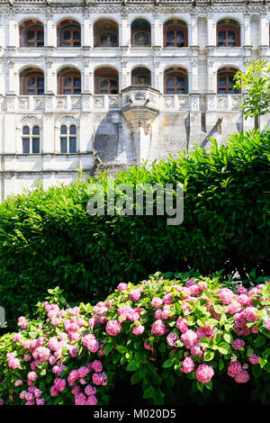 BLOIS, FRANCE - Le 8 juillet 2010 : rose fleur d'hydrangea bush et façade de château Chateau de Blois. Blois est la capitale du Loir-et-Cher dans Banque D'Images