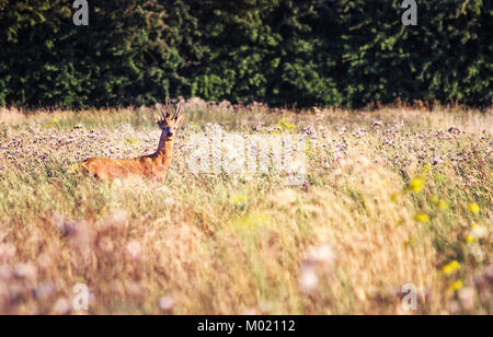 Le chevreuil (Capreolus capreolus) examine l'appareil photo dans l'herbe sauvage flower meadow, UK Banque D'Images