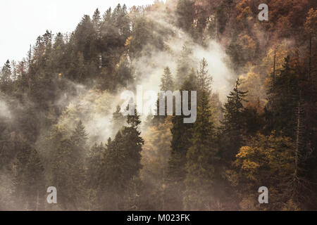 Une forêt de montagne pris dans les nuages de l'automne, Vosges, France Banque D'Images